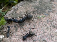 クロオオアリ　けんか けんかを続けるアリ　臭いをかぎ合い同じ巣とわかり別れるアリ