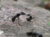 クロオオアリ　けんか 別の巣のアリに出会うとけんかになることがある。大あごを咬みあい、腹を曲げ、ギ酸を相手に吹きかける
