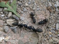 クロオオアリ　けんか けんかを続けるアリと参加を躊躇するアリ