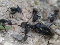 クロオオアリ　けんか けんかを続けるアリ　そろそろ勝敗が見えてきた