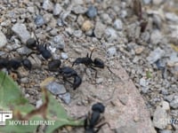 クロオオアリ　けんか 負けたアリの解体作業と巣への引きずりが始まった