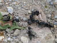 クロオオアリ　けんか けんかを続けるアリ　参加するアリが増えてきた