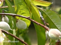 枝垂れモモの枝を歩き回るクロオオアリ モモの葉の花外蜜腺を求めて歩き回る