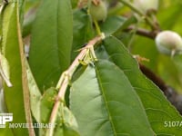 花外蜜腺で吸蜜するクロオオアリ 枝垂れモモの葉の付け根にある花外蜜腺で吸蜜する