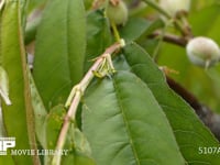 花外蜜腺で吸蜜するクロオオアリ 枝垂れモモの葉の付け根にある花外蜜腺で吸蜜する