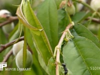 花外蜜腺で吸蜜するクロオオアリ 枝垂れモモの葉の付け根にある花外蜜腺で吸蜜する