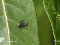 クヌギの葉についたアブラムシの甘露をなめるクロオオアリ   