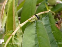花外蜜腺で吸蜜するクロオオアリ 枝垂れモモの葉の付け根にある花外蜜腺で吸蜜する