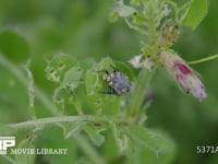 ナナホシテントウ　4齢幼虫 虫を探す