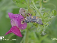 ナナホシテントウ　4齢幼虫 ゾウムシ幼虫を食べる