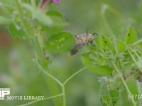 ナナホシテントウ　4齢幼虫 虫を探す