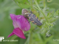 ナナホシテントウ　4齢幼虫 ゾウムシ幼虫を食べる