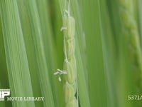 イネの花　連続撮影②-2 開花から1時間後、モミ（えい）が閉じる