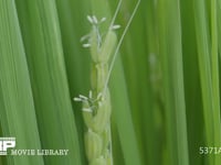 イネの花　連続撮影②-1 開花