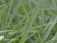 ショウリョウバッタ成虫 