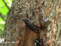 カナブンから樹液を守るノコギリクワガタ 