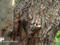 カナブンから樹液を守るノコギリクワガタ 