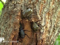 樹液をなめるノコギリクワガタとカナブン 