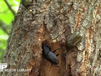 カナブンから樹液を守るノコギリクワガタ 