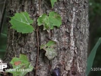 ノコギリクワガタ♀ ツタの葉陰から樹液を求めに移動する