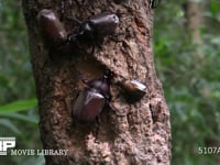カブトムシ♂♀、カナブン 樹液を争う