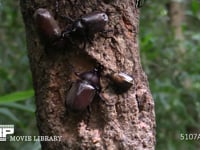 カブトムシ♂♀、カナブン 樹液を争う