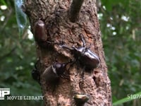 樹液に集まるカブトムシ♂♀、カナブン 争うカブトムシ♂♂