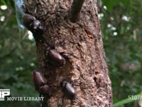 樹液に集まるカブトムシ♂♀、カナブン 争うカブトムシ♂♀、♂♂