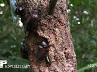 樹液に集まるカブトムシ♂♀、カナブン 争うカブトムシ♂♀