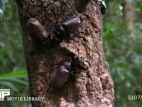 樹液をなめるカブトムシ♂♀、カナブン おしっこをするカブトムシ♀