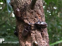 樹液に集まるカブトムシ♂♀、カナブン 争うカブトムシ♂♀