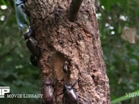 樹液に集まるカブトムシ♂♀、カナブン、サトキマダラヒカゲ 争うカブトムシ♂♂、♂カナブンなど