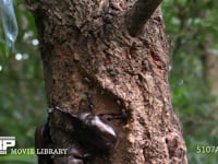 樹液に集まるカブトムシ♂♀、カナブン 求愛するカブトムシ♂