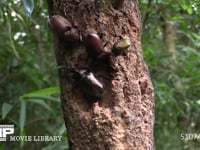 樹液に集まるカブトムシ♂♀、カナブン 