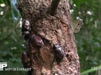 樹液に集まるカブトムシ♂♀、カナブン、ヒメジャノメ 争うカブトムシ♂♂