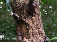 樹液に集まるカブトムシ♂♀、カナブン 争うカブトムシ♂♂