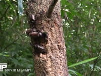 樹液に集まるカブトムシ、カナブン、ヒメジャノメ 