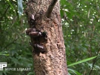 樹液に集まるカブトムシ、カナブン、ヒメジャノメ 