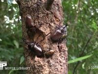 樹液に集まるカブトムシ、カナブン ♂を追い出す♀カブトムシ