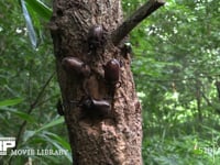 樹液に集まるカブトムシ♂♀、カナブン 