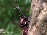 カブトムシ♂角、顔 