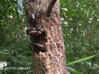 樹液に集まるカブトムシ、カナブン、サトキマダラヒカゲ 