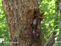 樹液に集まるカブトムシ、スズメバチ、サトキマダラヒカゲ 