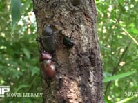 樹液に集まるカブトムシ、クロカナブン ♀カブトムシを追い払う♂