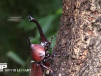 カブトムシ♂角、顔 