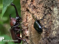 樹液をとりあうカブトムシ♂♀とクロカナブン 