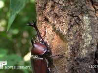 樹液をとりあうカブトムシ♂♀ 