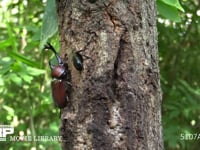 樹液をなめるカブトムシ♂とクロカナブン 