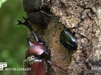 樹液をなめるカブトムシ♂♀とクロカナブン 