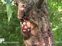 樹液をとりあうカブトムシ♂♀ 